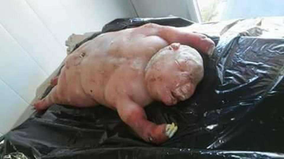 Bayi domba
