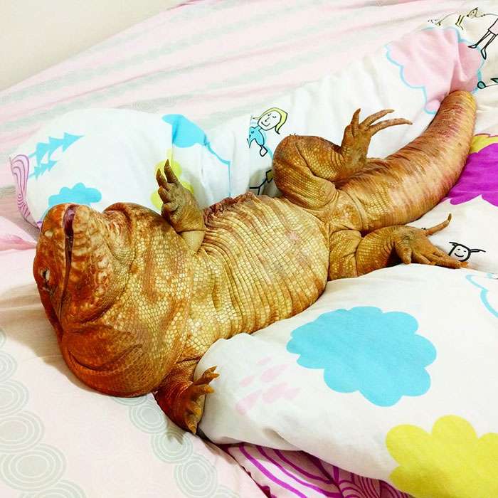MacGyver the Lizard