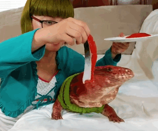 MacGyver the Lizard