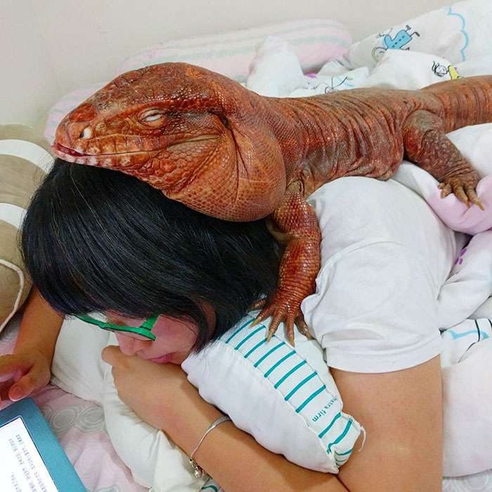 MacGyver the Lizard