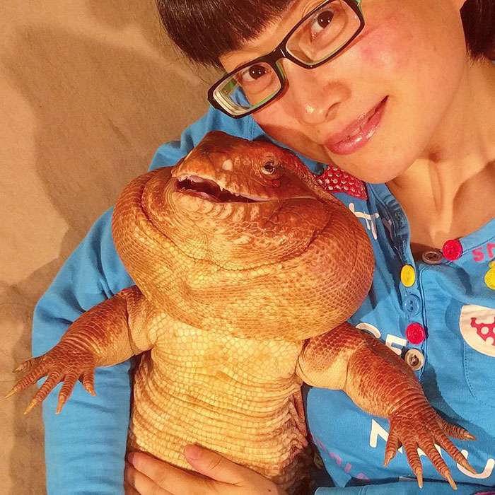 MacGyver the Lizard