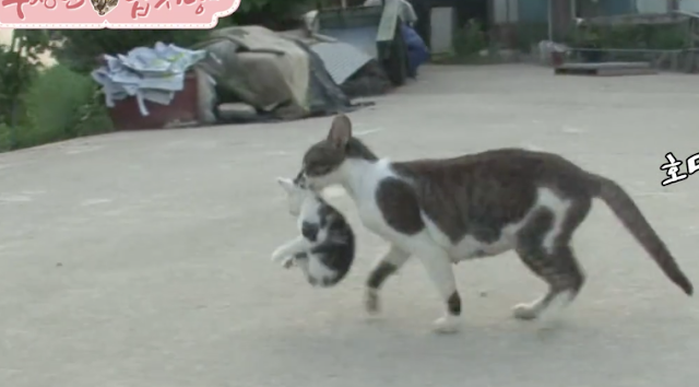 Kucing Lucu