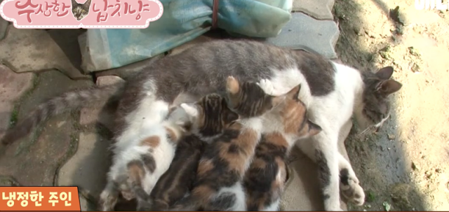 Kucing Lucu