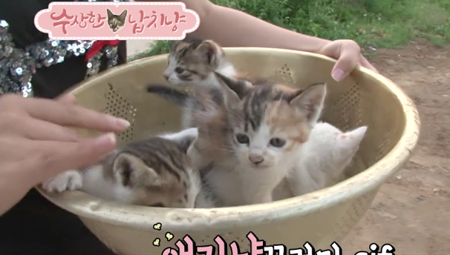 Kucing Lucu