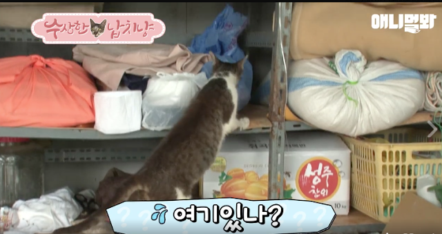 Kucing Lucu