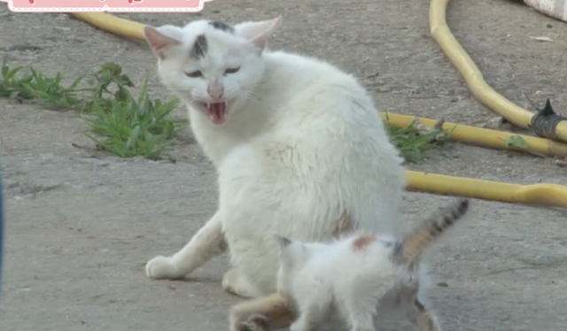 Kucing Lucu