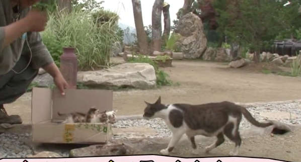 Kucing Lucu