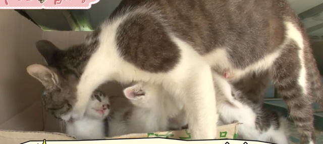 Kucing Lucu