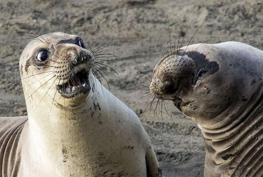 Comedy Wildlife Photography Awards 2017 Comedy Wildlife Photography Awards 2017
