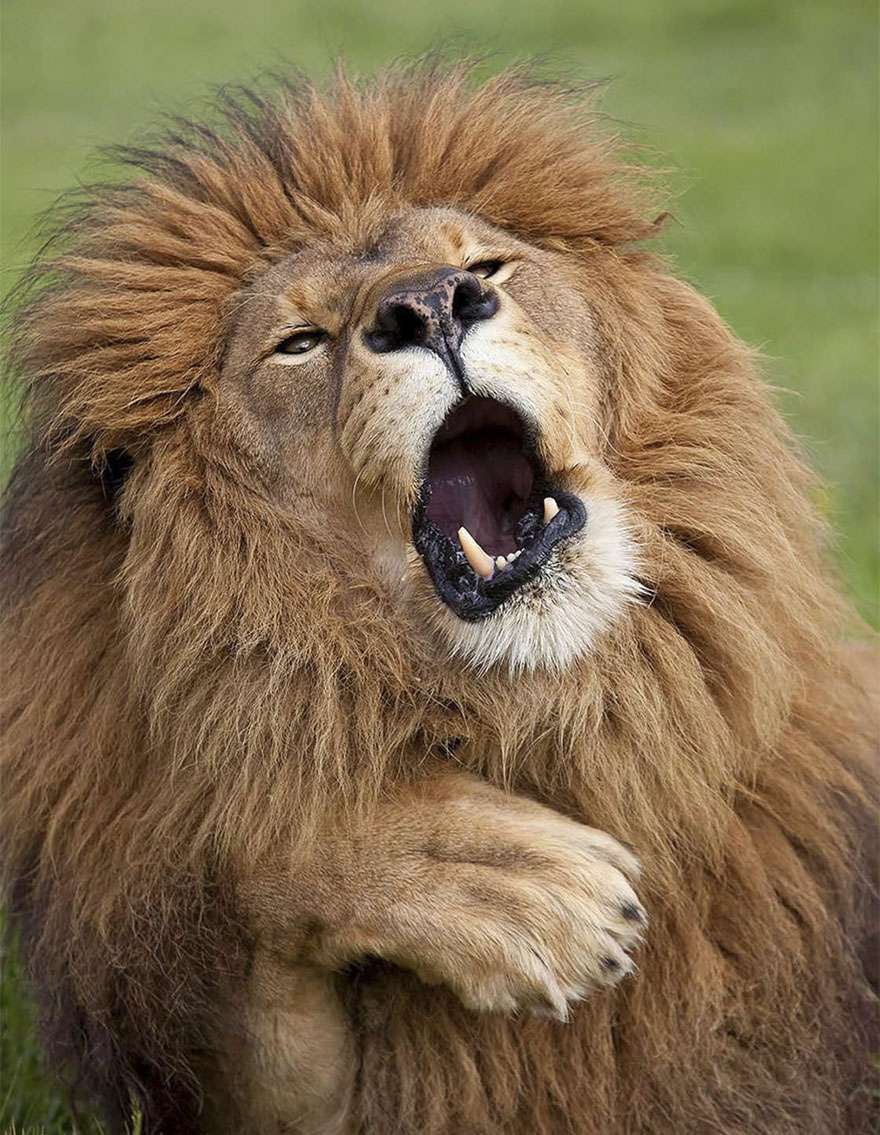 Comedy Wildlife Photography Awards 2017 Comedy Wildlife Photography Awards 2017