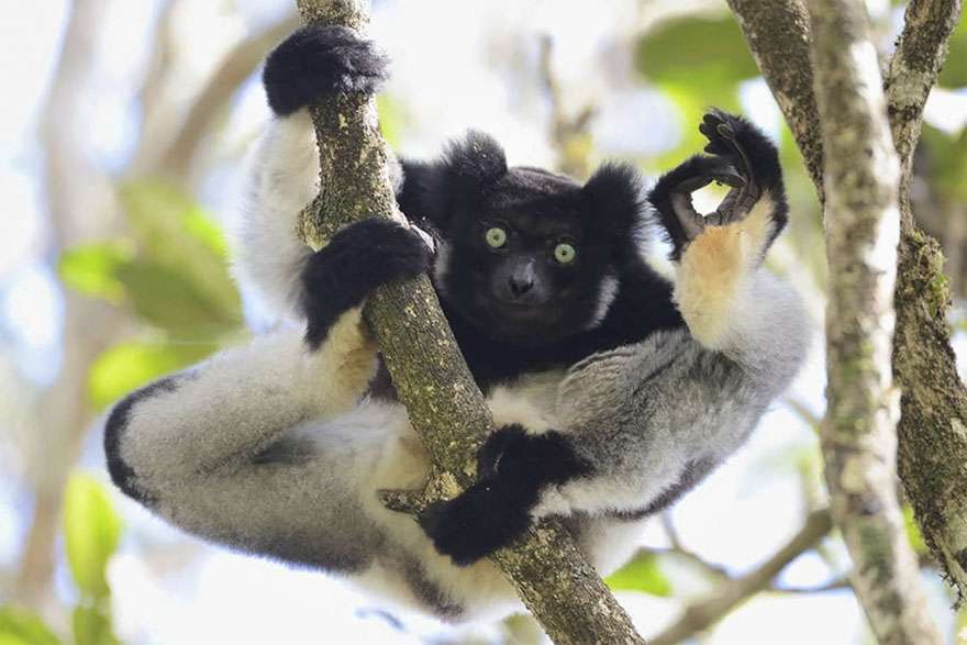 Comedy Wildlife Photography Awards 2017 Comedy Wildlife Photography Awards 2017