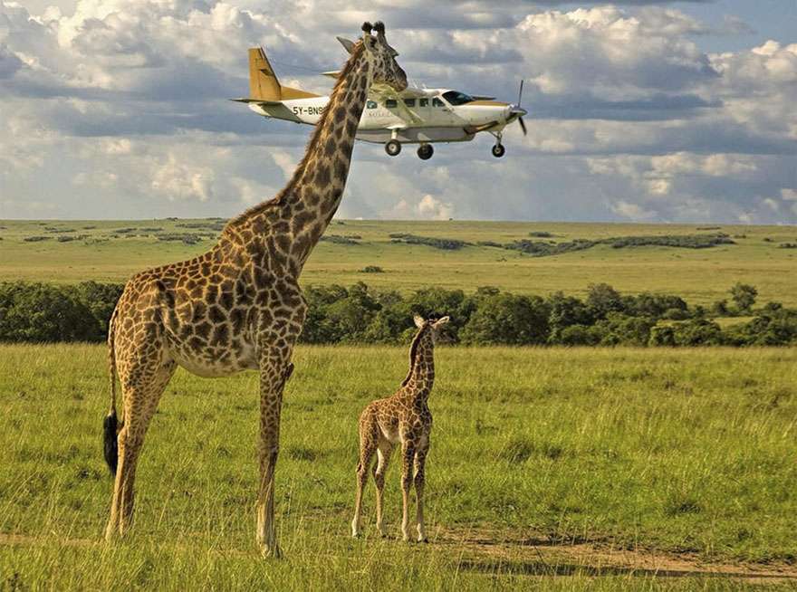 Comedy Wildlife Photography Awards 2017 Comedy Wildlife Photography Awards 2017