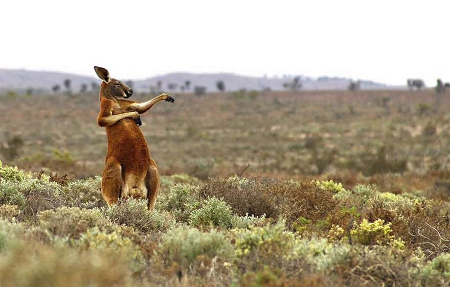 Comedy Wildlife Photography Awards 2017 Comedy Wildlife Photography Awards 2017