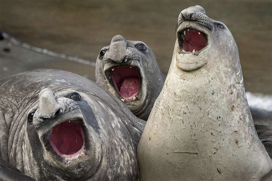 Comedy Wildlife Photography Awards 2017 Comedy Wildlife Photography Awards 2017