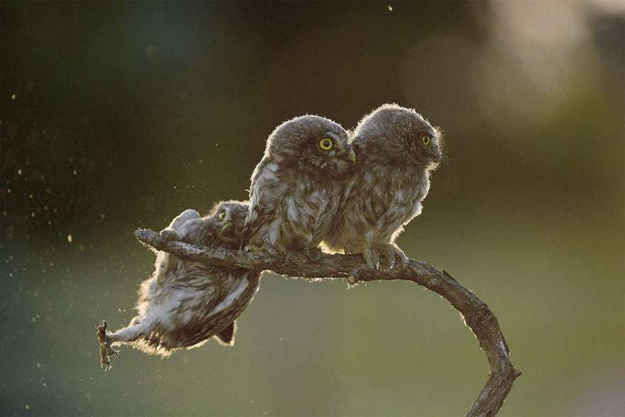 Comedy Wildlife Photography Awards 2017 Comedy Wildlife Photography Awards 2017