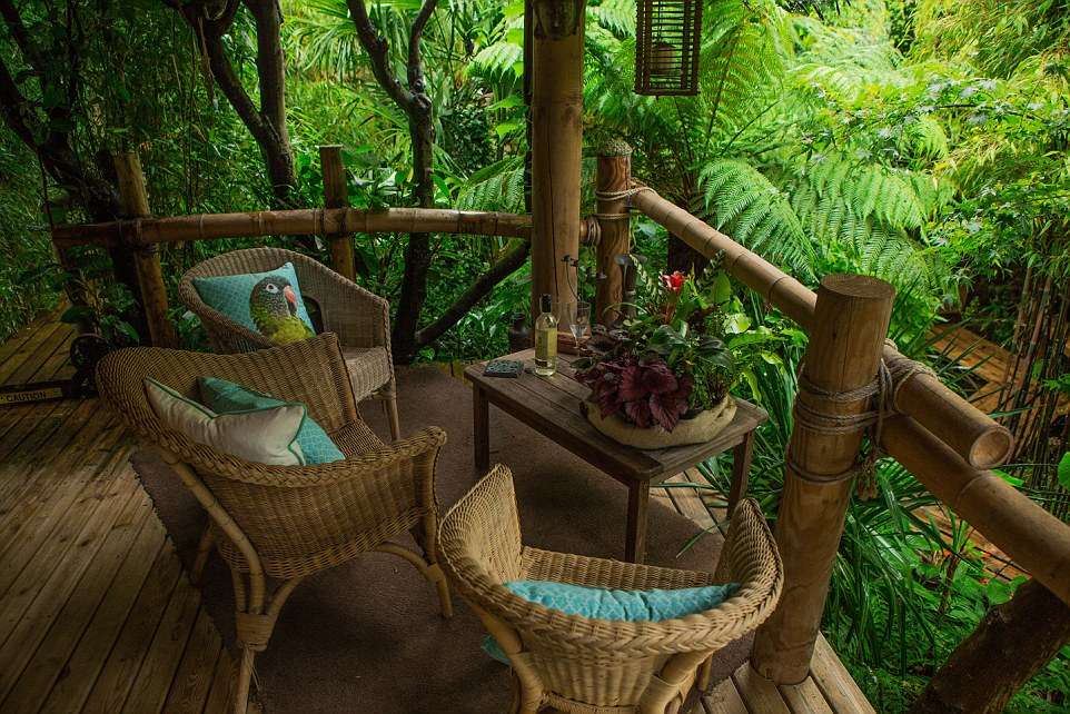 Hutan Hujan Hutan Hujan