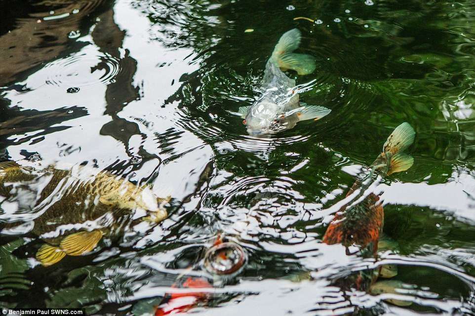 Hutan Hujan Hutan Hujan