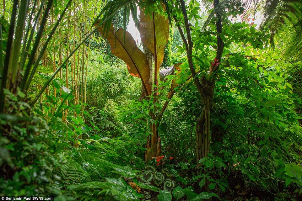 Hutan Hujan Hutan Hujan