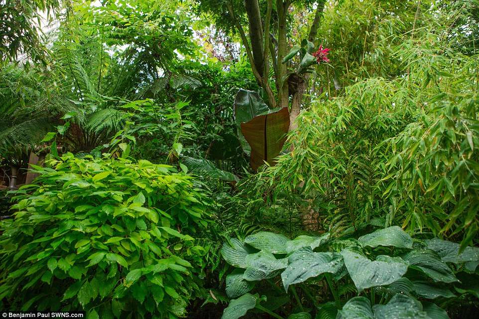 Hutan Hujan Hutan Hujan
