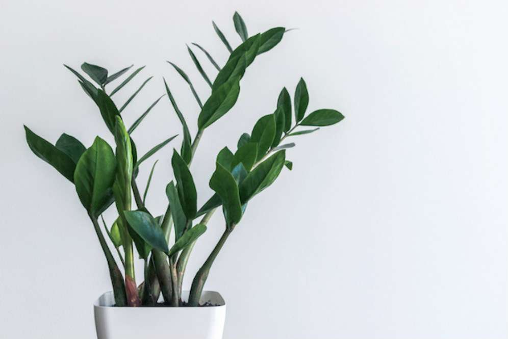 Eternity plant Eternity plant