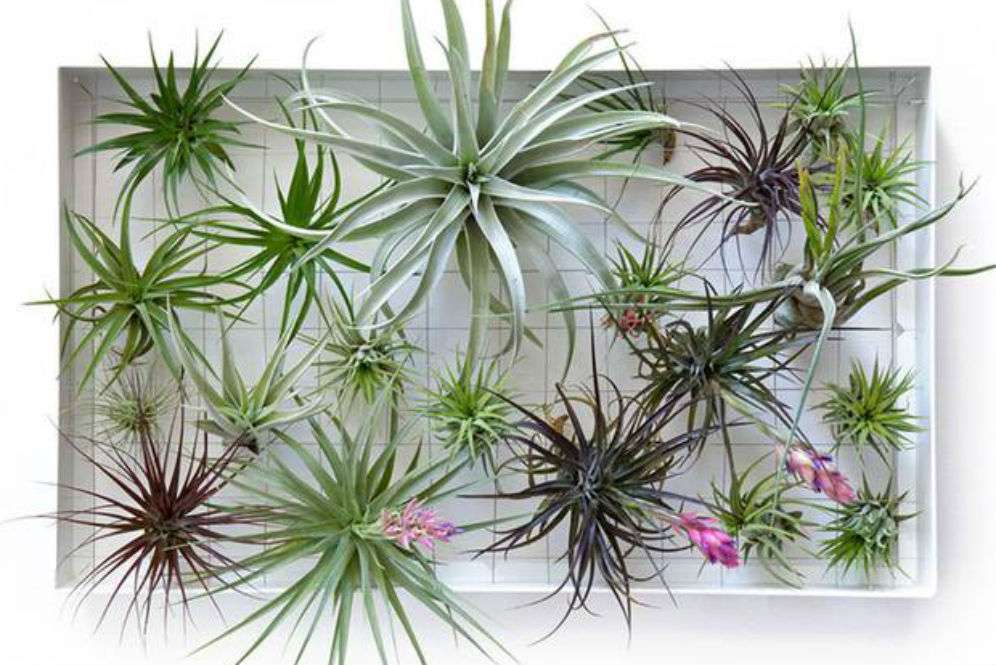 Tillandsia Tillandsia