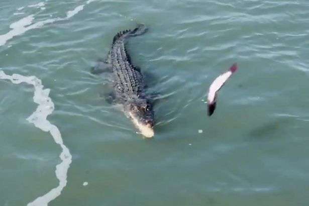 Buaya VS Hiu Buaya VS Hiu