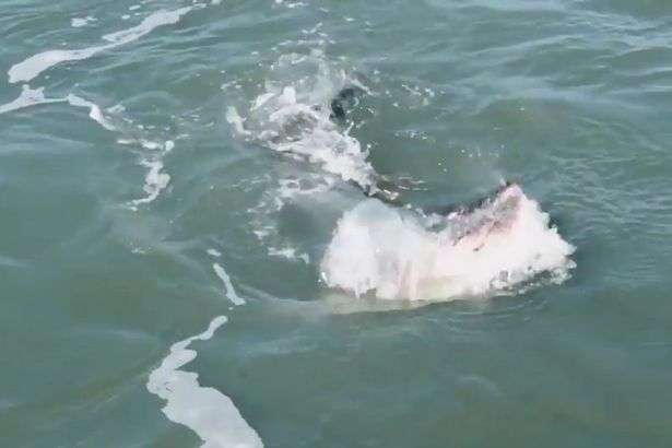 Buaya VS Hiu Buaya VS Hiu