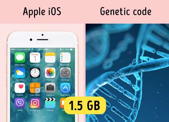 Fakta Tubuh