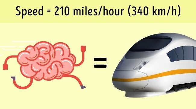 Fakta Tubuh