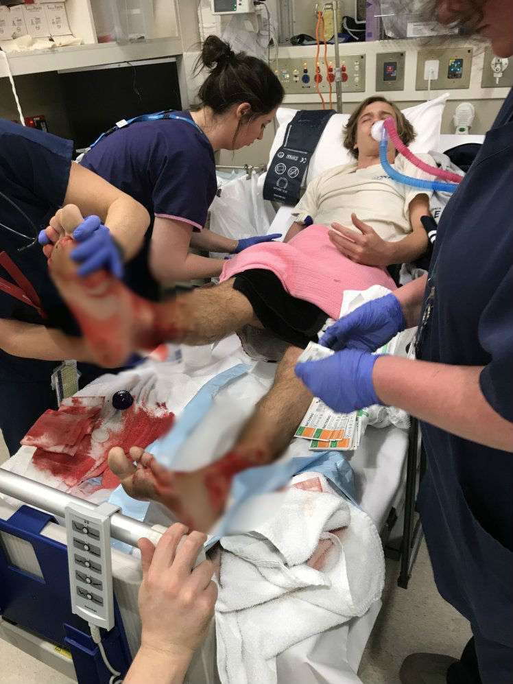 serangga laut serangga laut