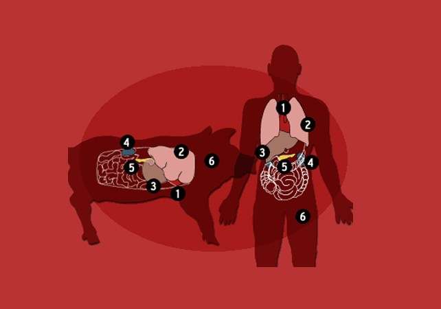 humanpig humanpig