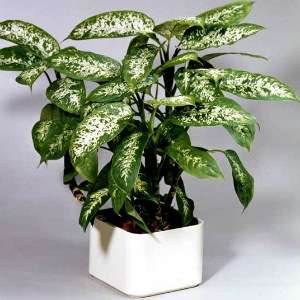 Dieffenbachia