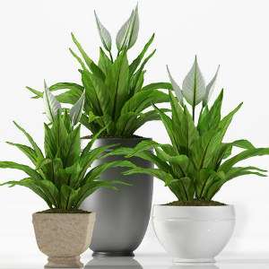 Peace lily