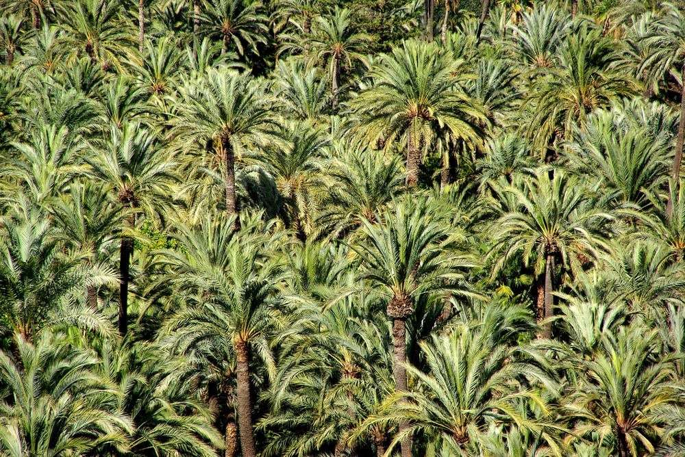 kurma