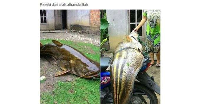 ikan