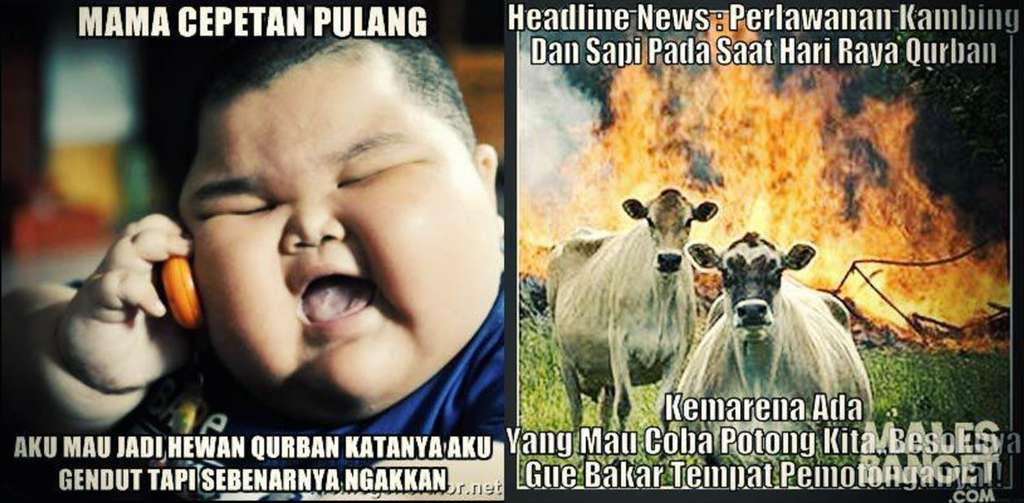 Meme Idul Adha