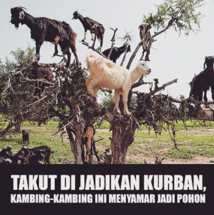 Meme Idul Adha