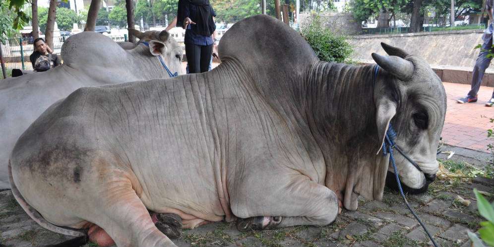 Sapi kurban Presiden Jokowi