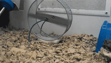 Bird repeller