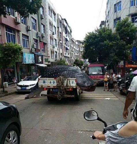 Hiu Paus Hiu Paus