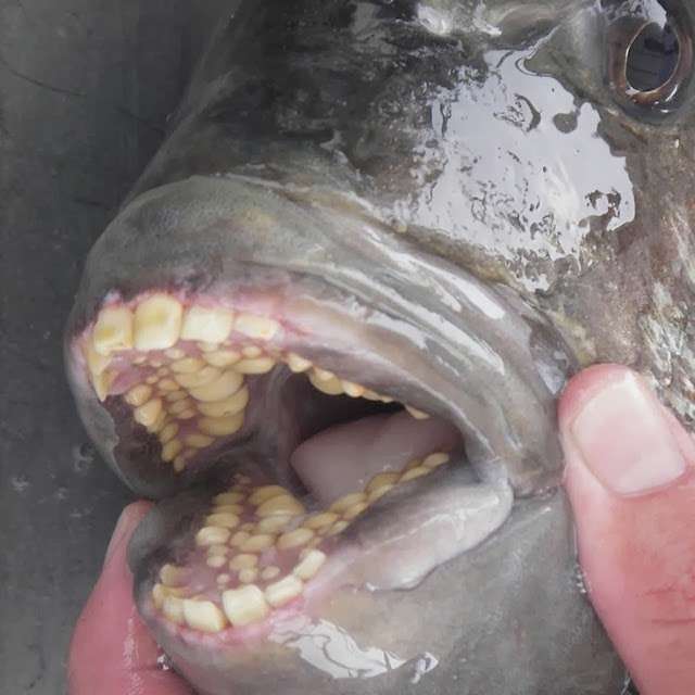 pacu pacu