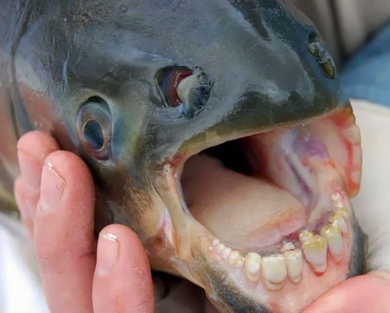 pacu pacu
