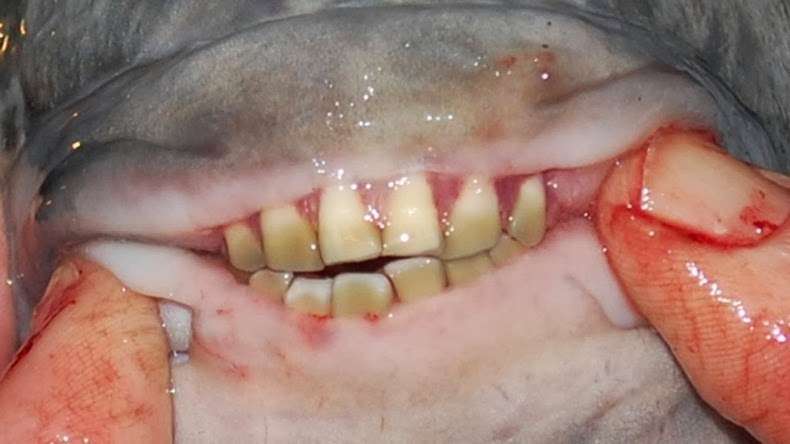 pacu pacu
