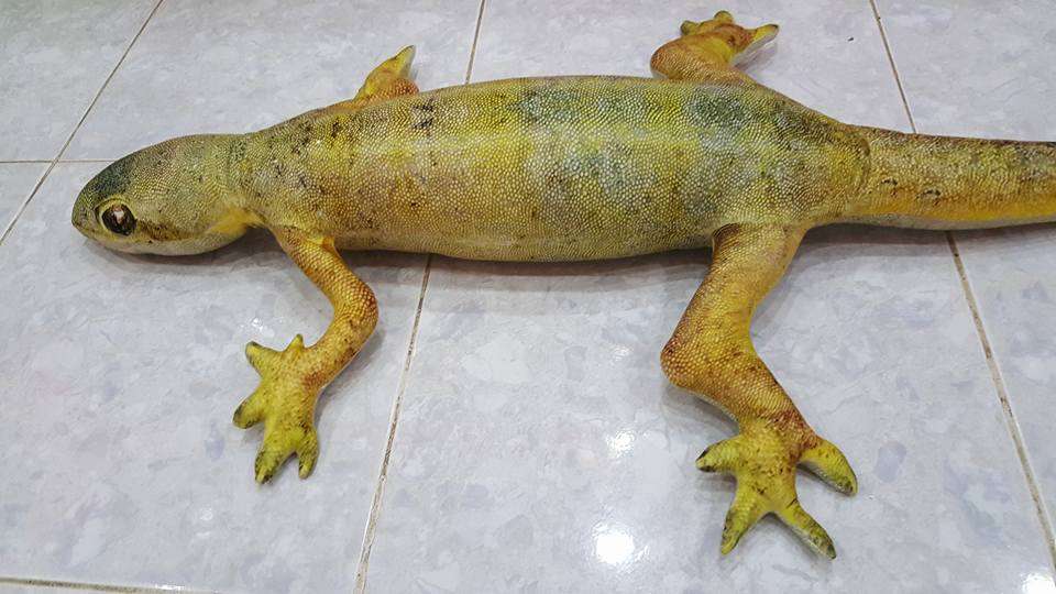 bantal