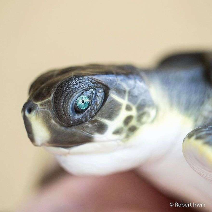 Robert Irwin Robert Irwin