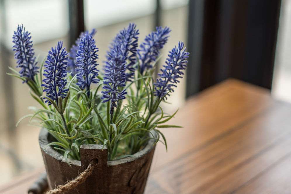 Lavender