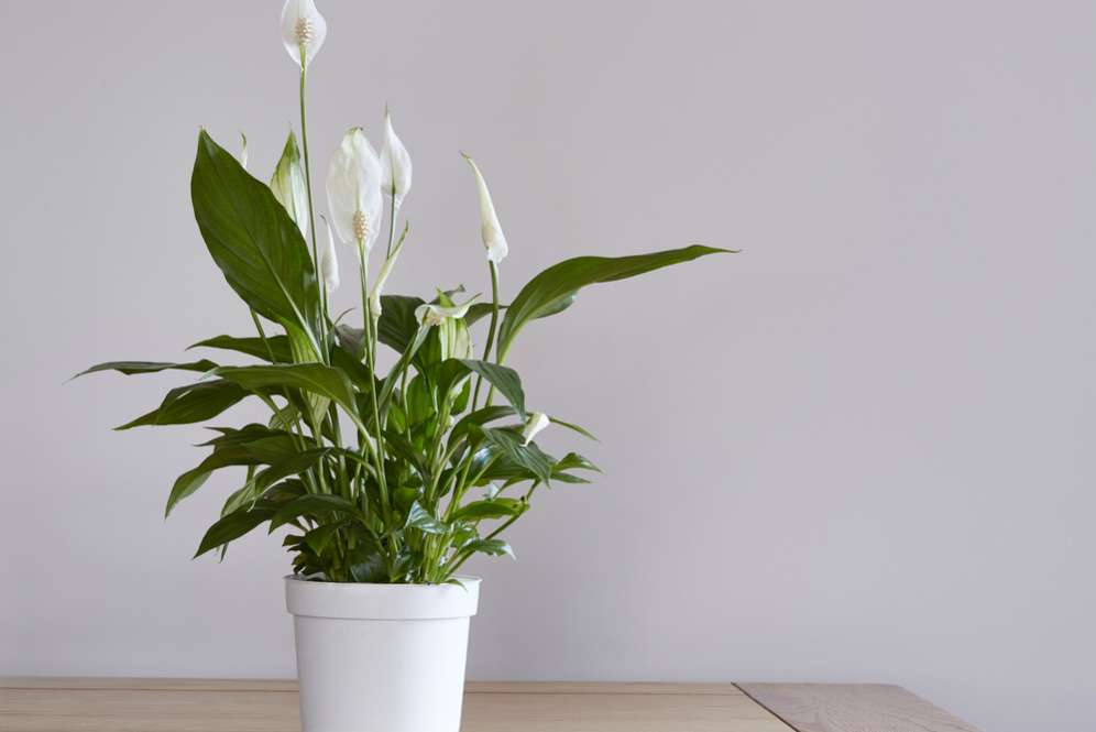 Peace Lily