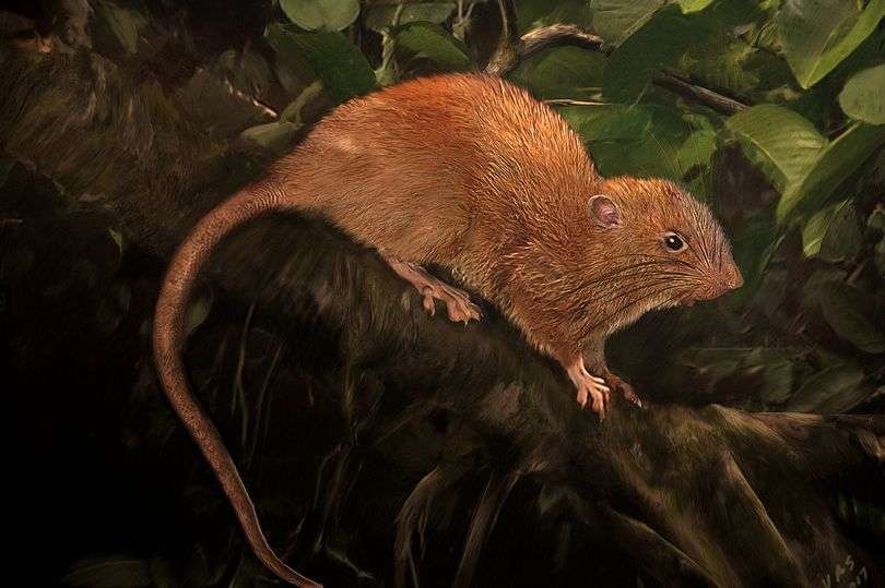 Tikus
