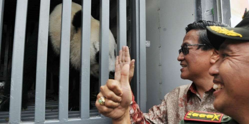 Panda yang dikirim dari China tiba di Indonesia