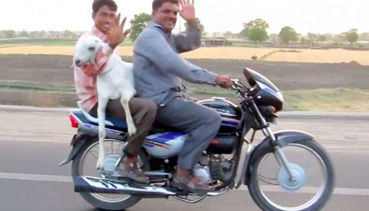 Gratis kambing beneran.